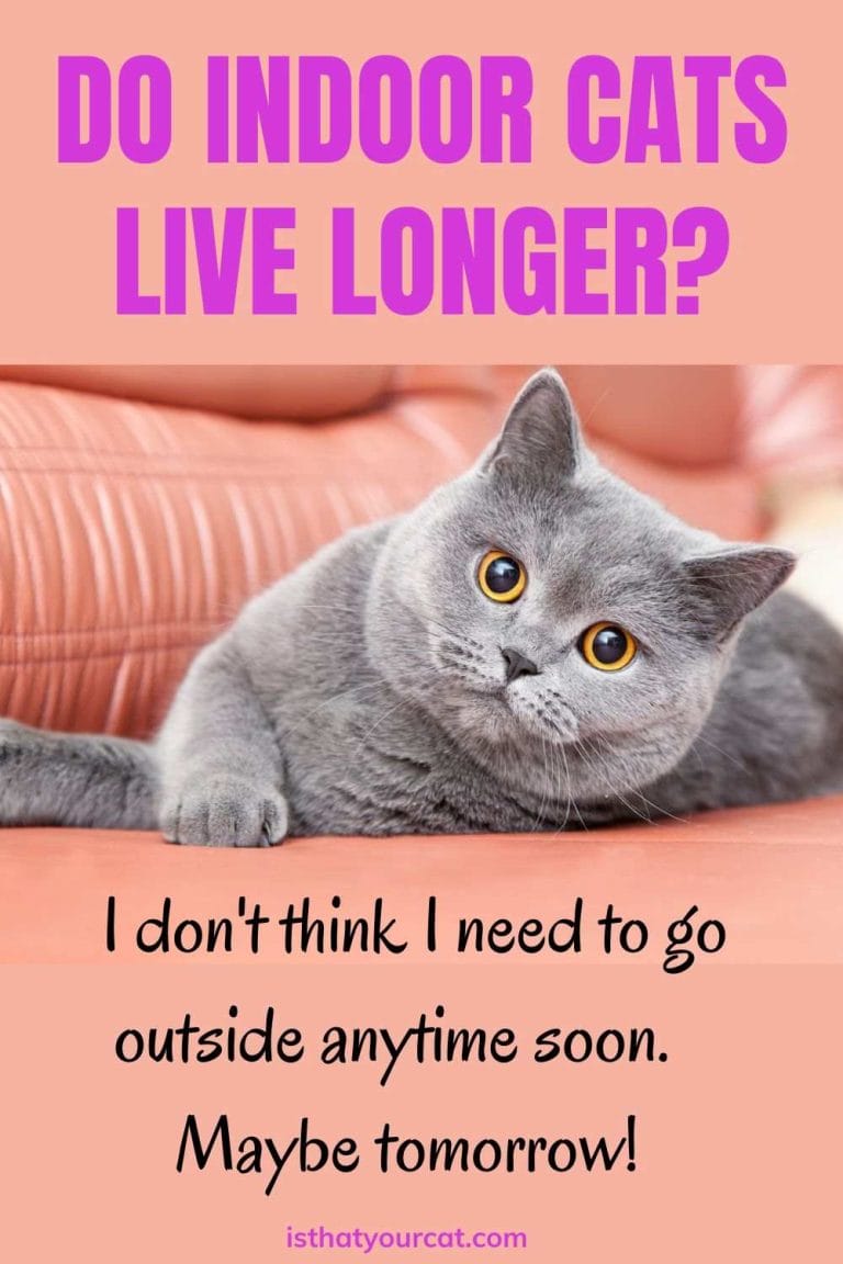 The Longevity Advantage Do Indoor Cats Live Longer?