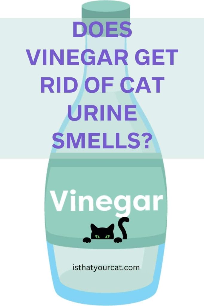 Does Vinegar Really Work To Get Rid Of Cat Urine Smells?