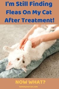 Photo inspiration: Keeping Fleas Away From Vacationing Cats Reference: My Cat Still Has Fleas After Treatment