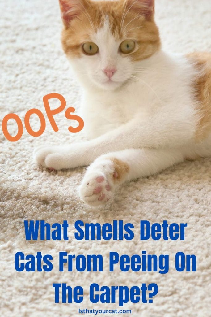 What Smells Deter Cats From Peeing On Carpet? Not Cleaning Just Smells