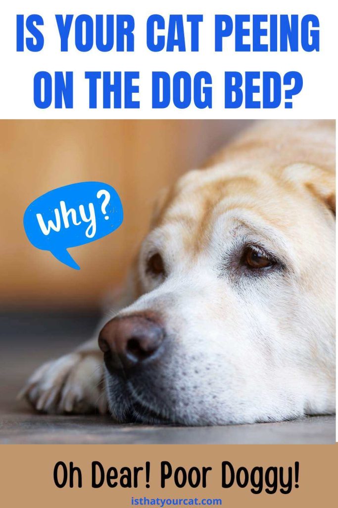 Cat Peeing On Dog Bed Why Oh Why Kitty? Sorry To All Dogs