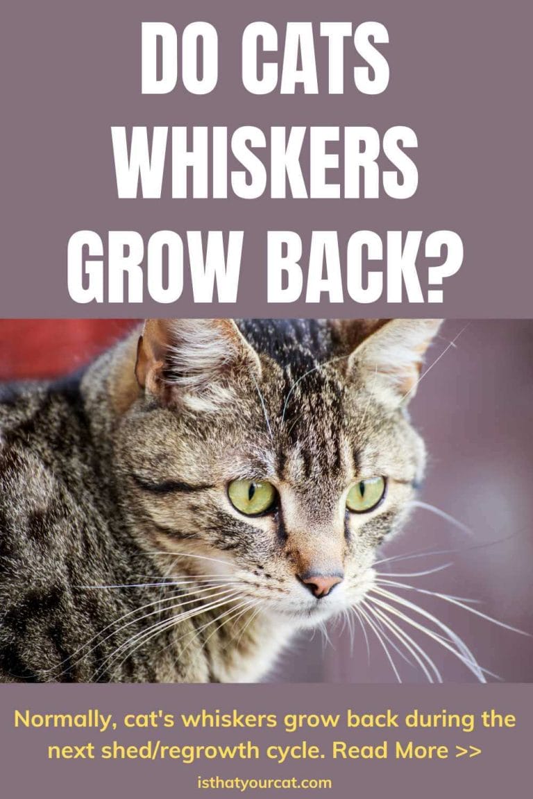 Do Cats Whiskers Grow Back And Return To Normal When They Are Damaged?
