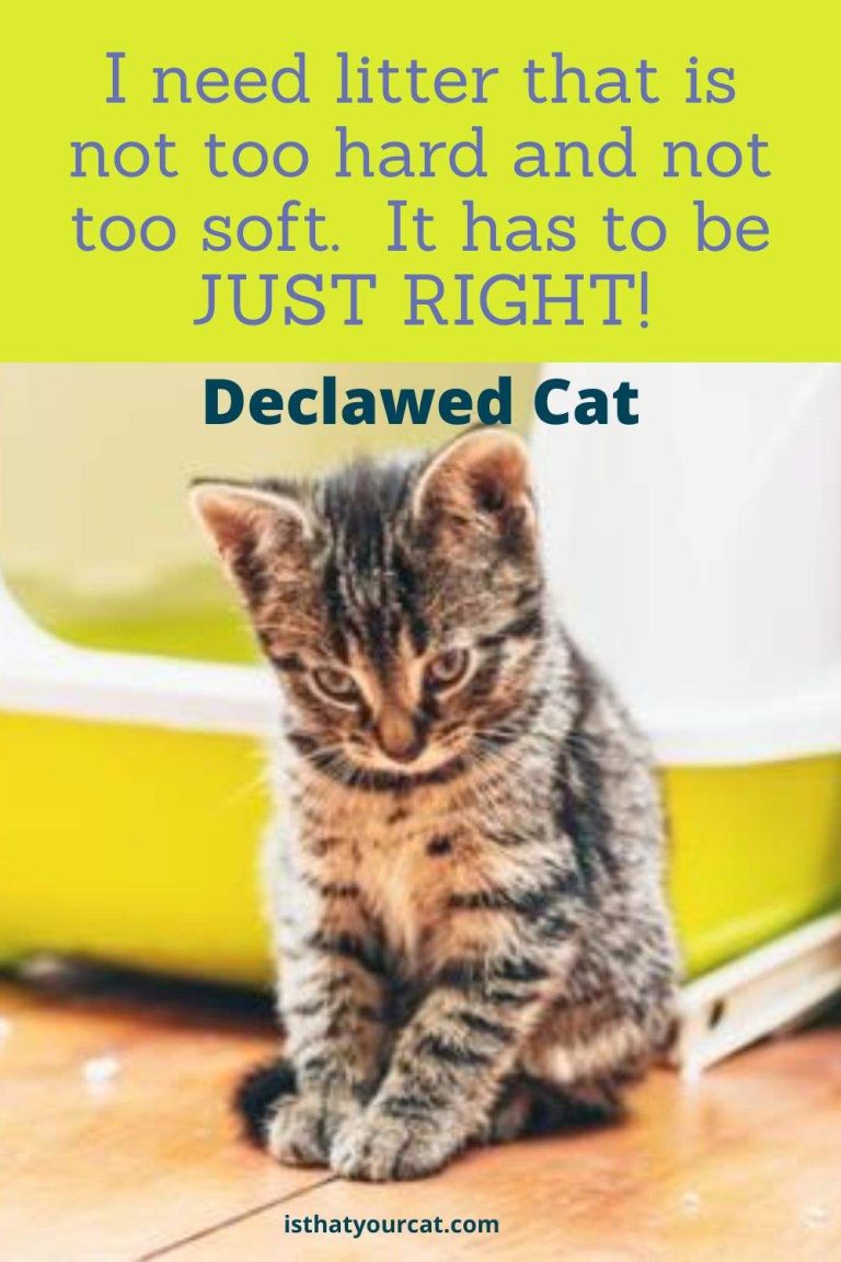 The Best Litter For Declawed Cats Is That Your Cat