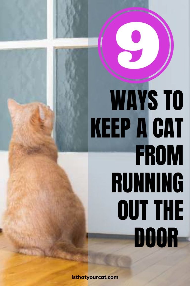 How To Keep A Cat From Running Out The Door! I Don't Want A Missing Cat!