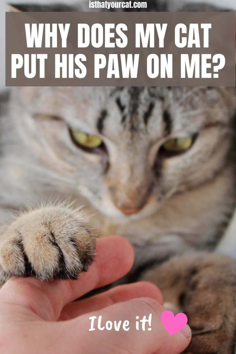 Why Does My Cat Put His Paw On Me? It Is So Cute!