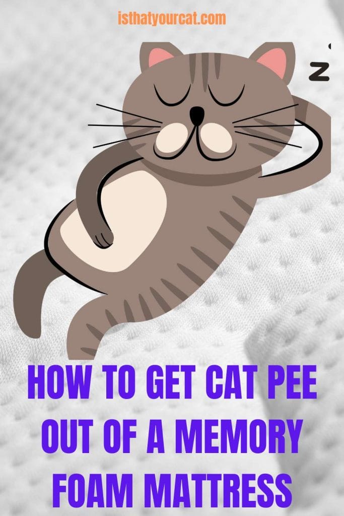 How To Get Cat Pee Out Of A Memory Foam Mattress With Success