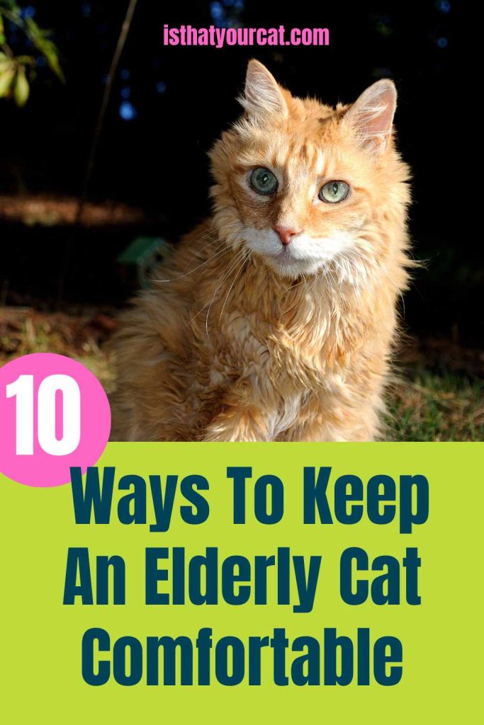 Ten Easy Ways Of Keeping An Elderly Cat Comfortable And Happy