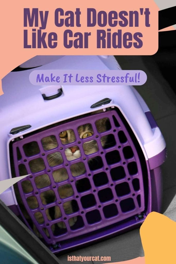 My Cat Hates Car Rides What Can I Do?