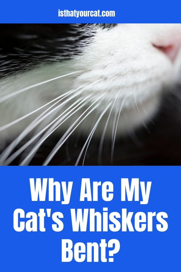 Why Are My Cat's Whiskers Bent? Is It Hurting The Cat?