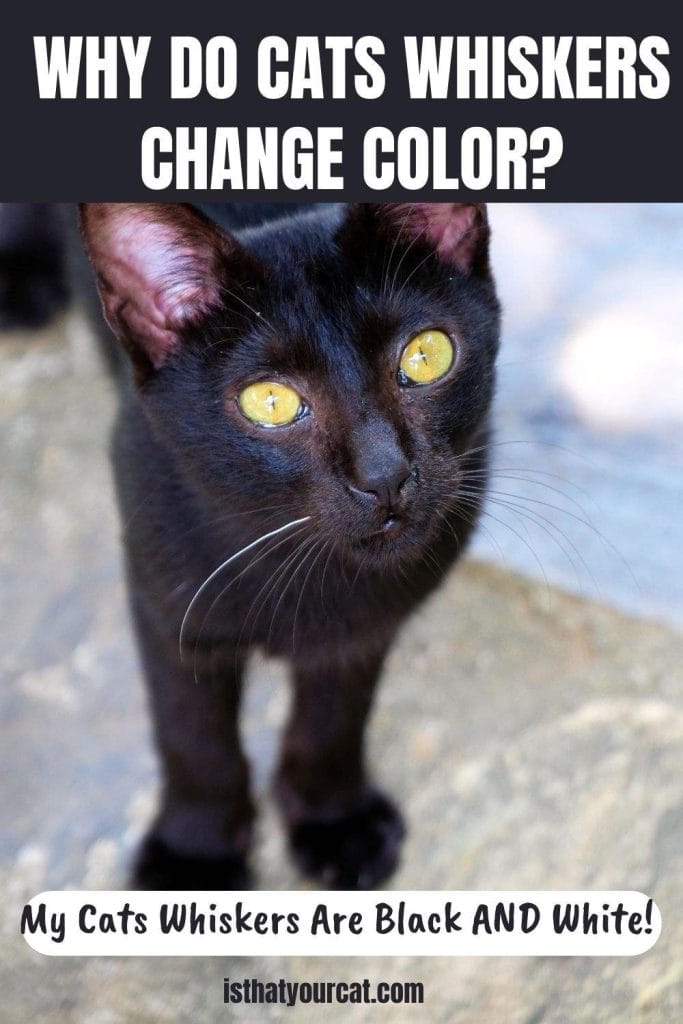 Why Do Cats Whiskers Change Color? They Are A Strange Mixture Of Black