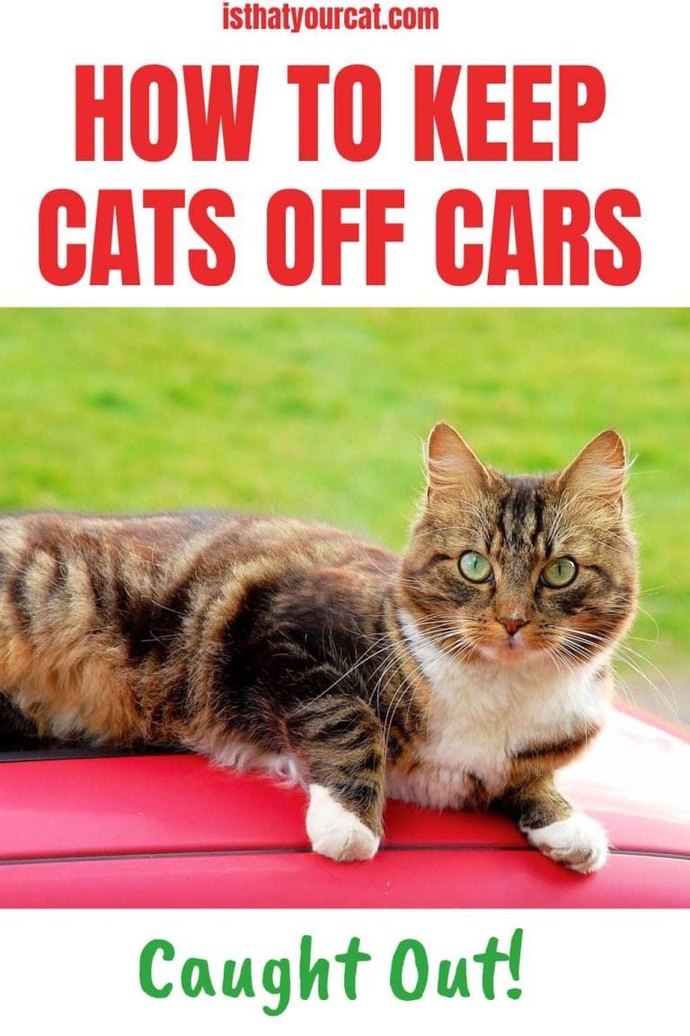 Learn How To Keep Cats Off Cars And Keep Them Away