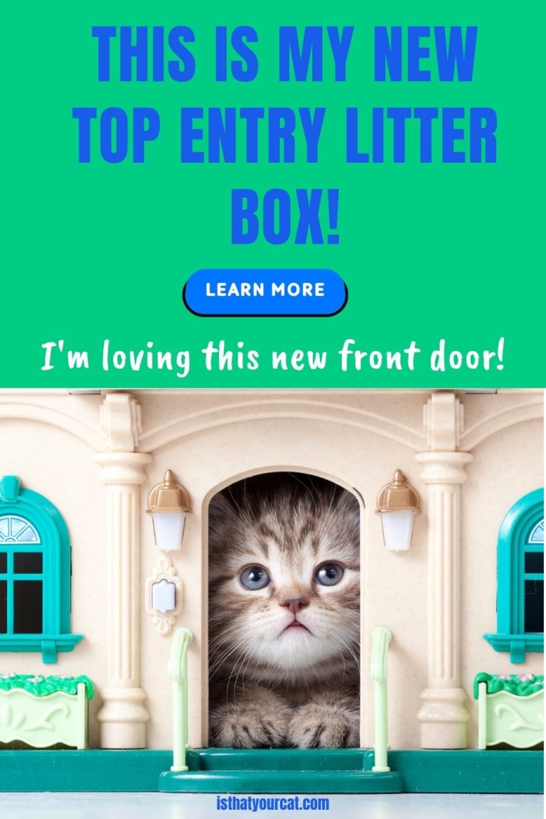 Best Top Entry Litter Box - Lets Look At Design