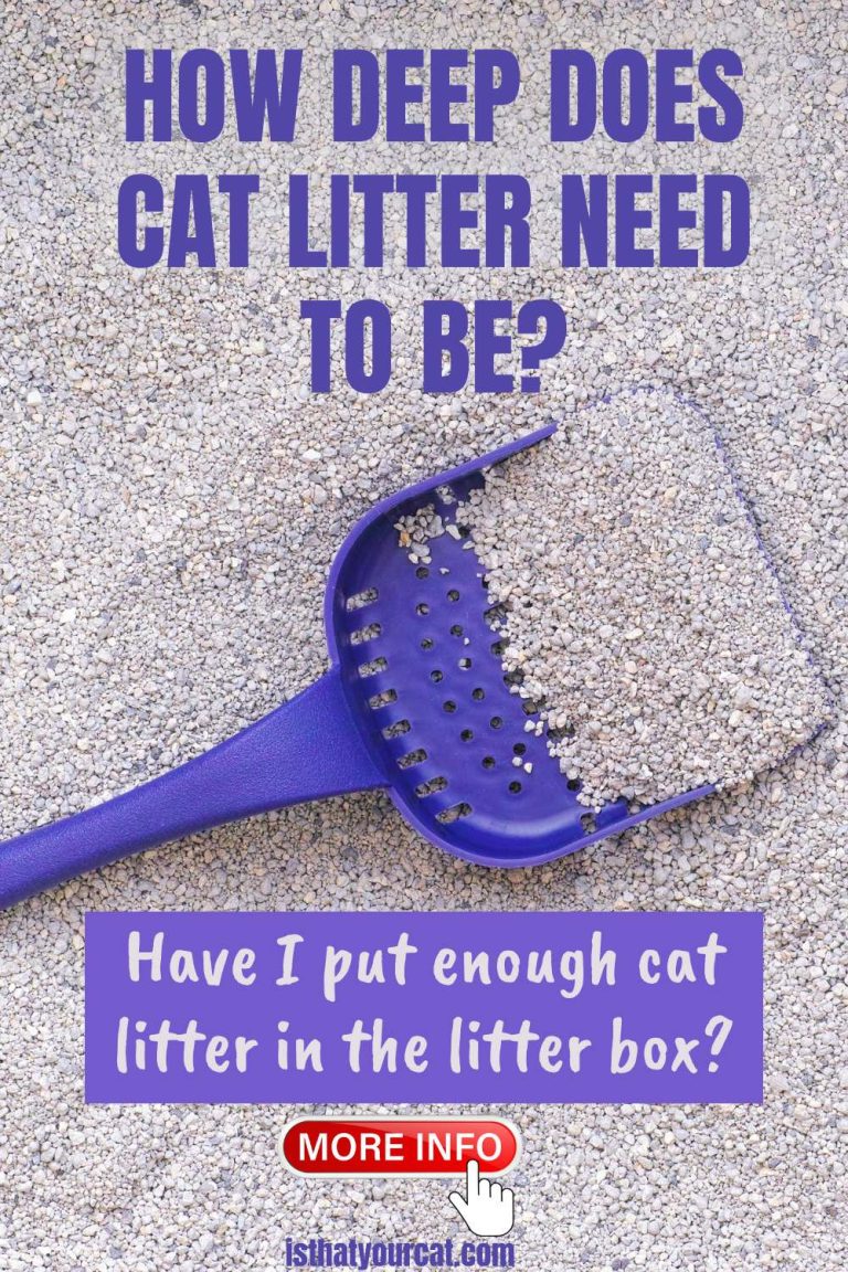 How Deep Should Cat Litter Be? A Rule Of Thumb