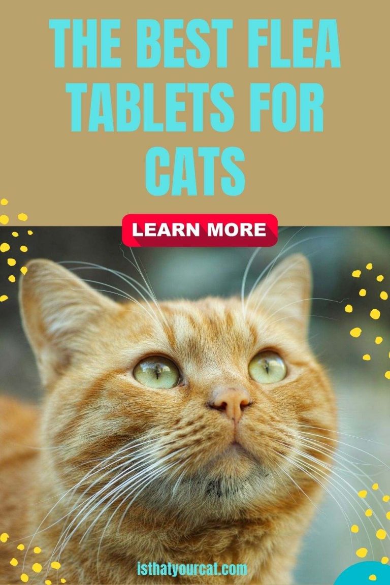 The Best Flea Tablets For Cats? And How Often To Give To Your Cat?