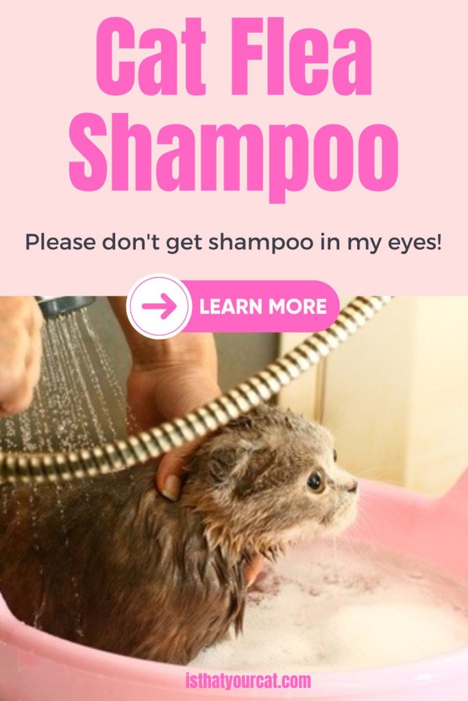 View of Best Flea Shampoo For Cats To Conquer Annoying Fleas