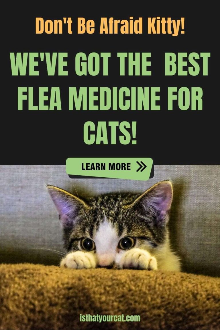 What Is The Most Effective And Best Flea Medicine For Cats?