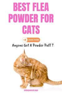 A closer look at Best Flea Powder For Indoor Cats