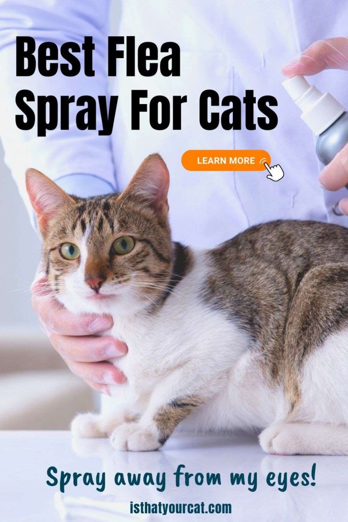 Photo inspiration: Flea Control For Kittens Using Vinegar Reference: What Is The Best Flea Spray For Cats