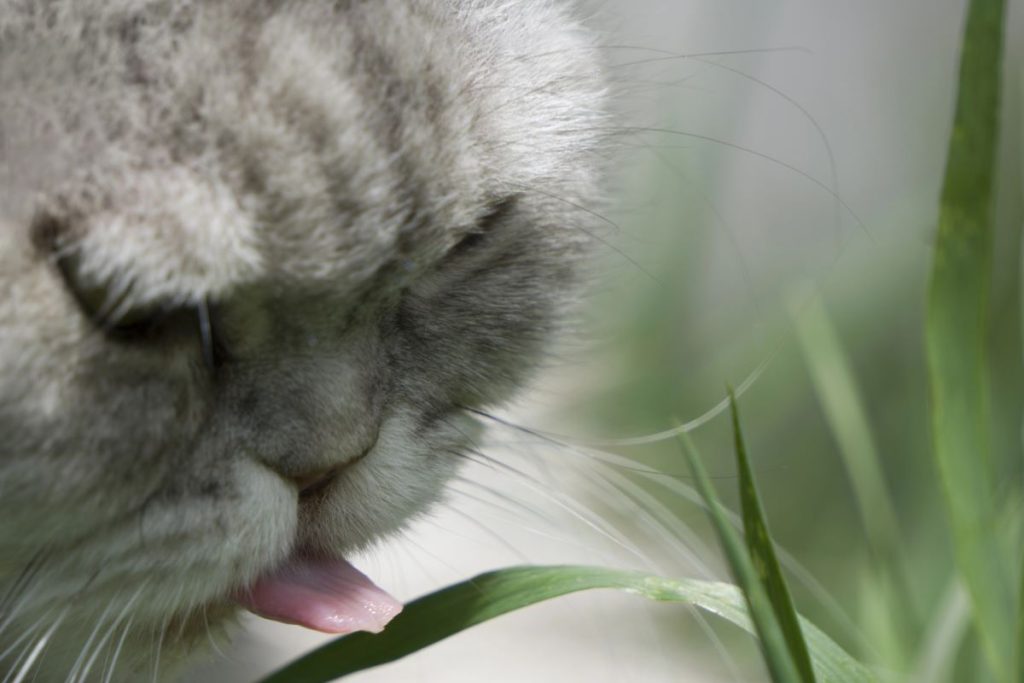 Why Do Old Cats Lick Water Off Plants?