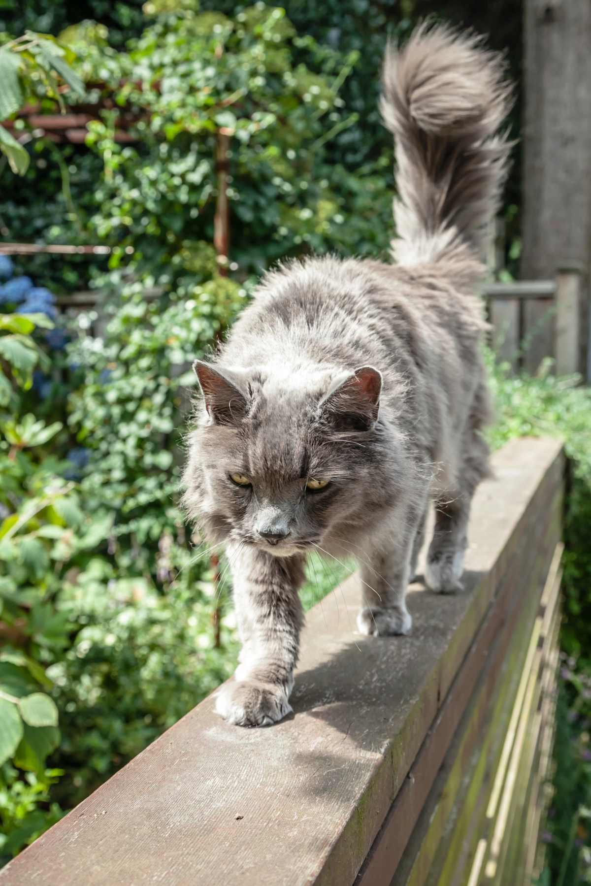 elderly-cat-walking-along-the-top-of-a-fence
