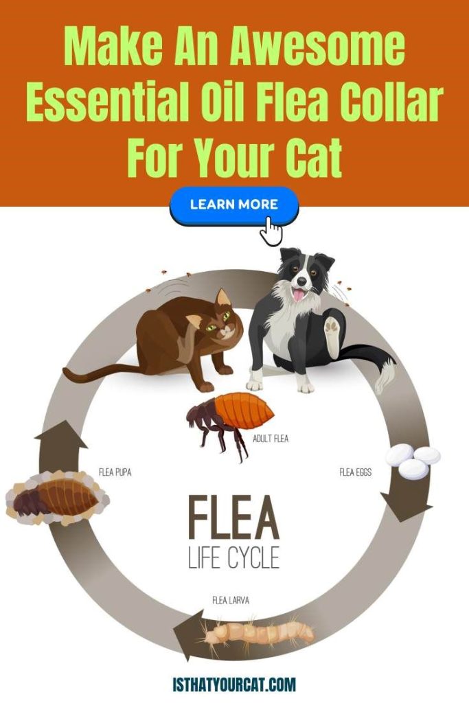 How To Make Your Own Awesome Essential Oil Flea Collar For Cats