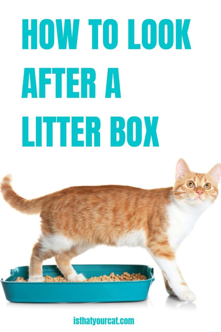 How To Look After A Litter Box To Function At Its Best