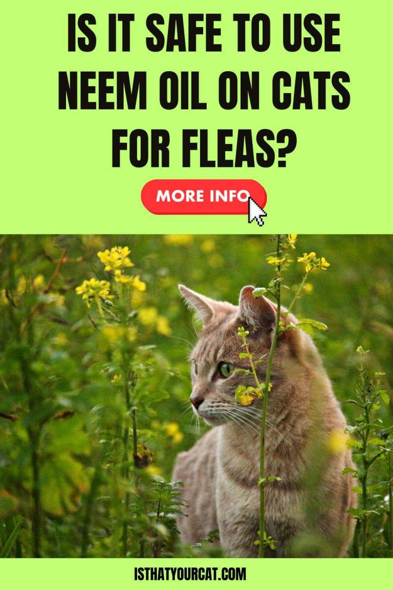 Using Neem Oil For Fleas On Cats? - Cat Flea Control Using Neem Oil And Burdock Root Oil