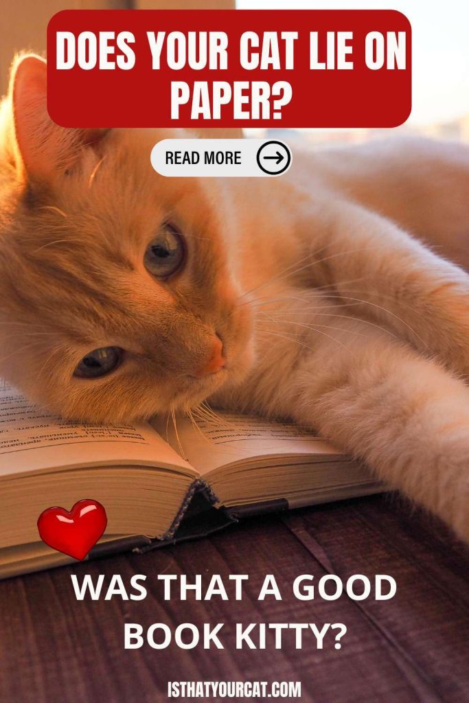 Why Do Cats Lie On Paper?