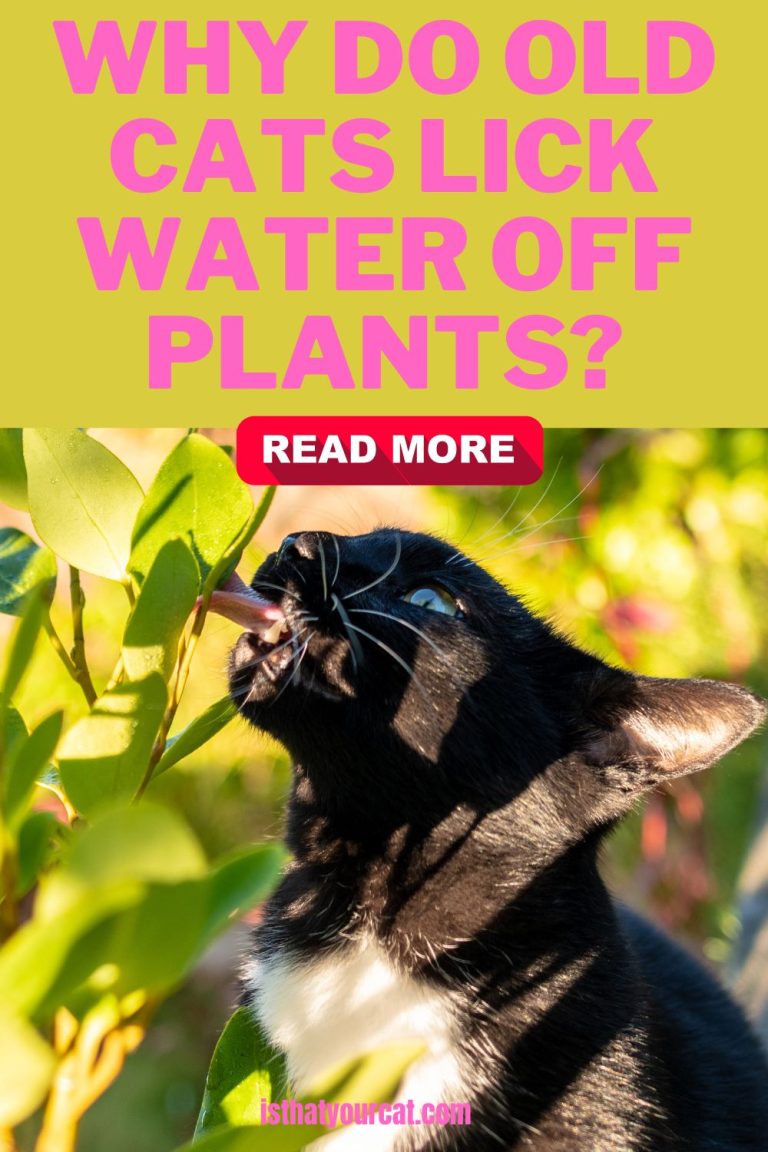 A closer look at Why Cats Prefer No Water