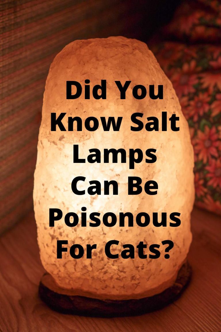 Salt Lamps And Cats. Salt Lamp Warning From A Worried Cat Owner Is