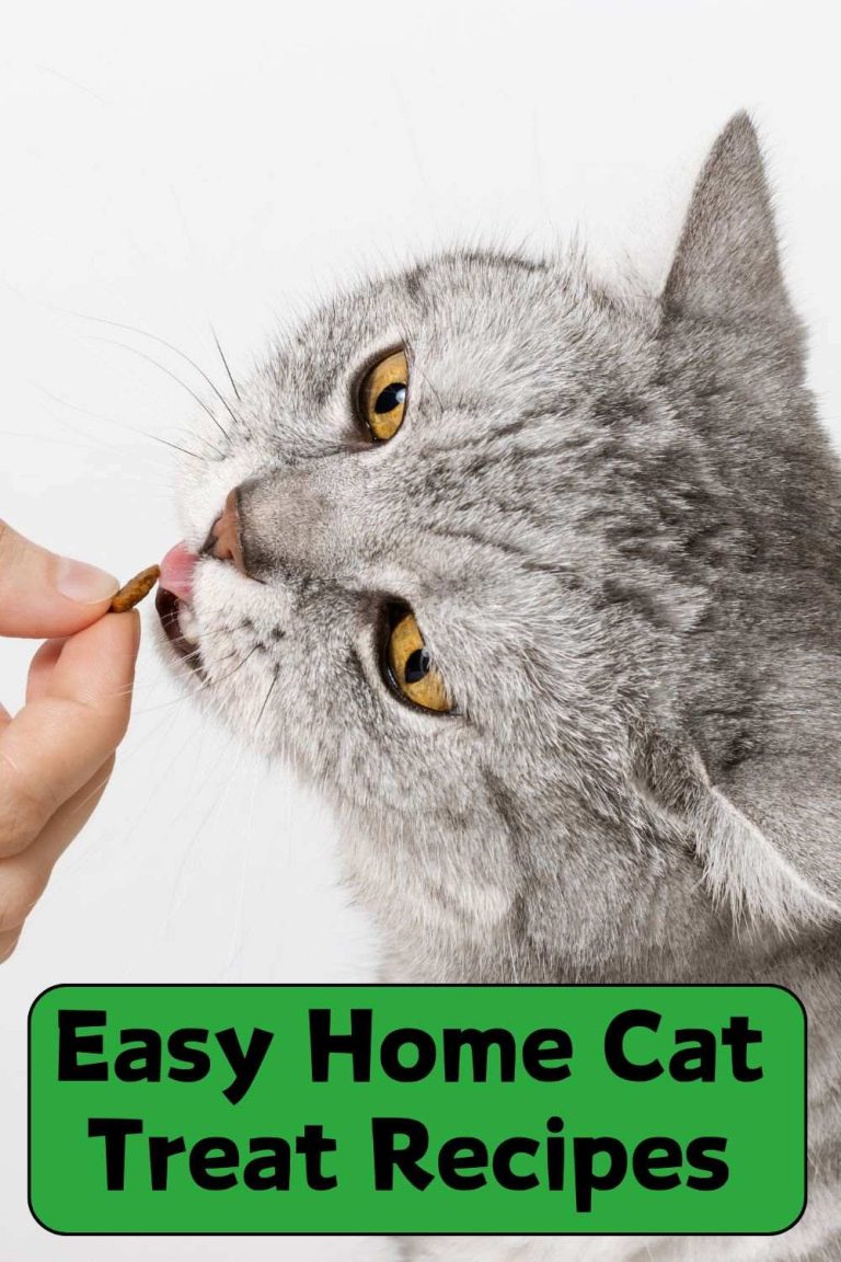 Homemade Cat Treats - Easy Recipes Your Cat Will Love