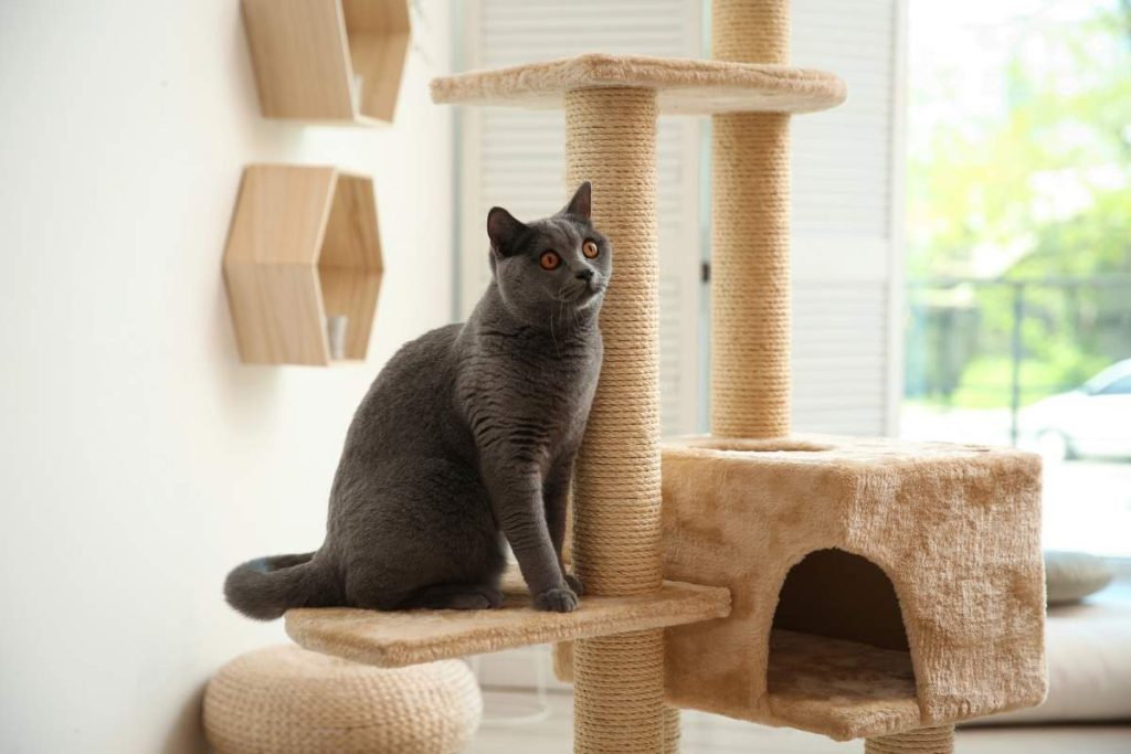 cat sitting on a cat tree
