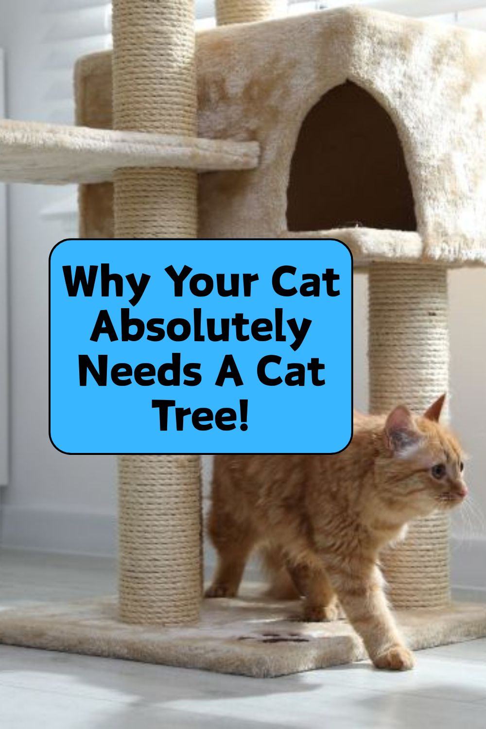 why your cat needs a cat tree