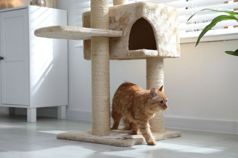 cat tower and a cat