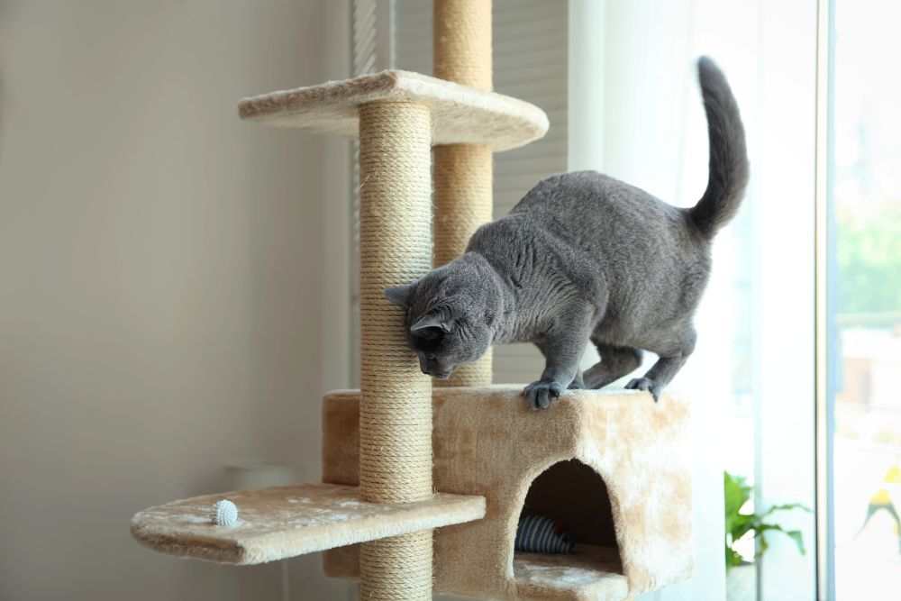 grey cat in cat tree