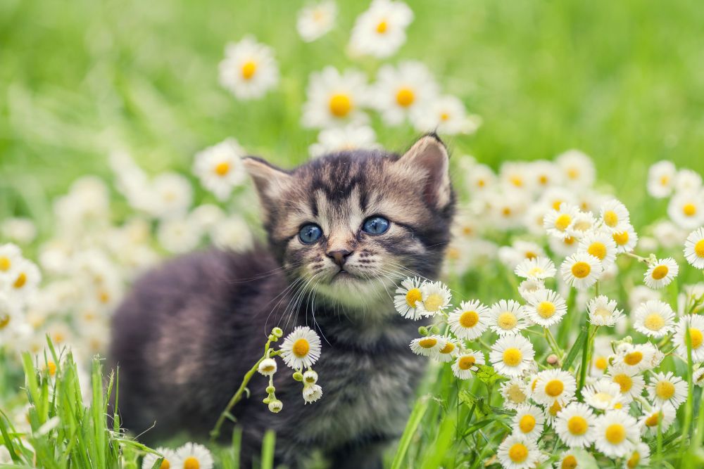 getting a cat kitten in a field of daisies
