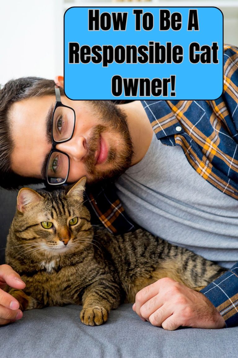 responsible cat owner
