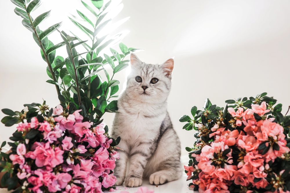 responsible cat ownership kitten sitting amongst flowers