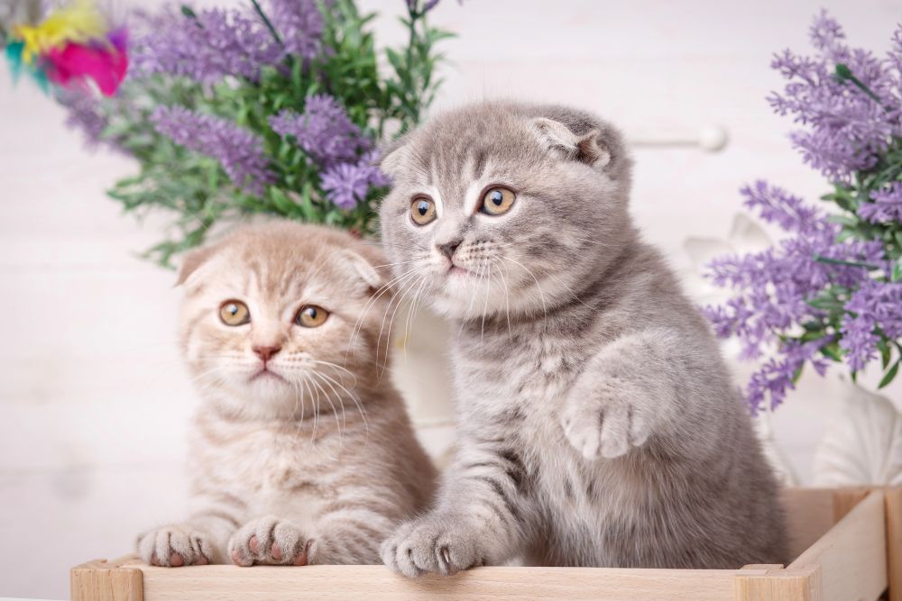 responsible cat ownership_3 two kittens
