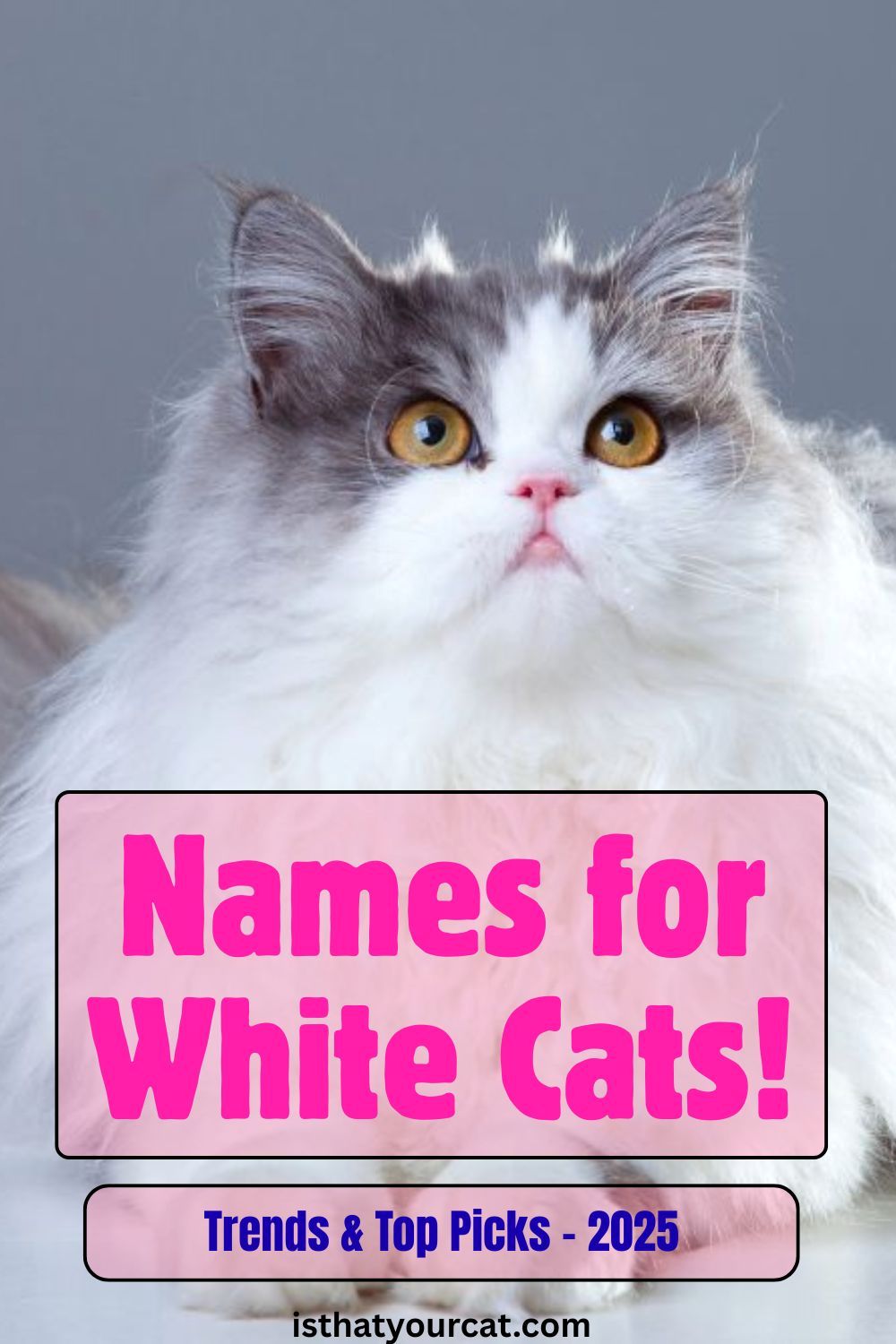 white cat names trends and top picks