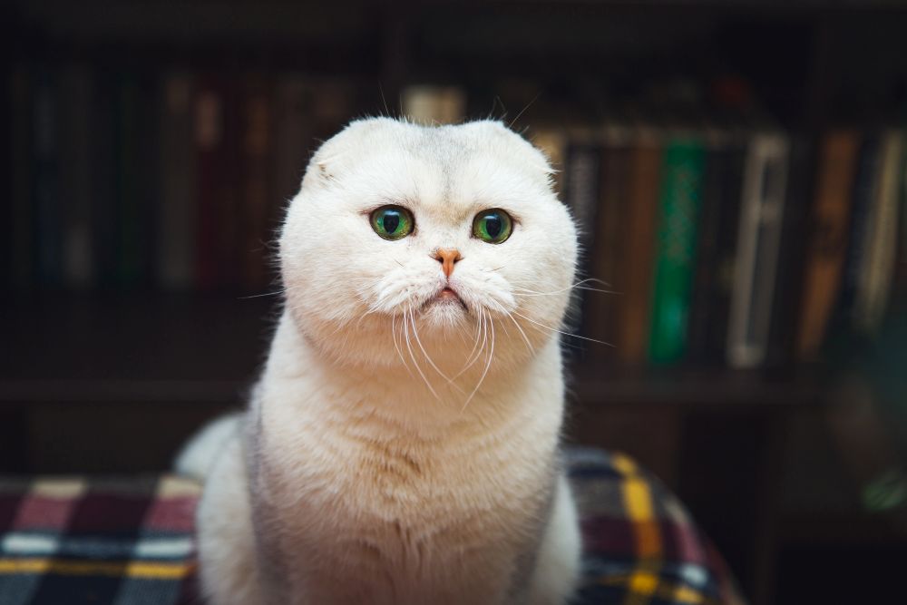 cute white cat