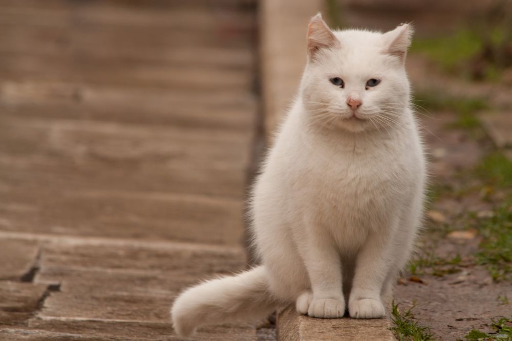 white cat sitting on a fence