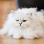 very fluffy white cat