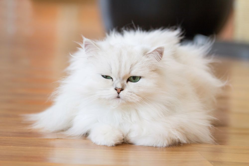 very fluffy white cat