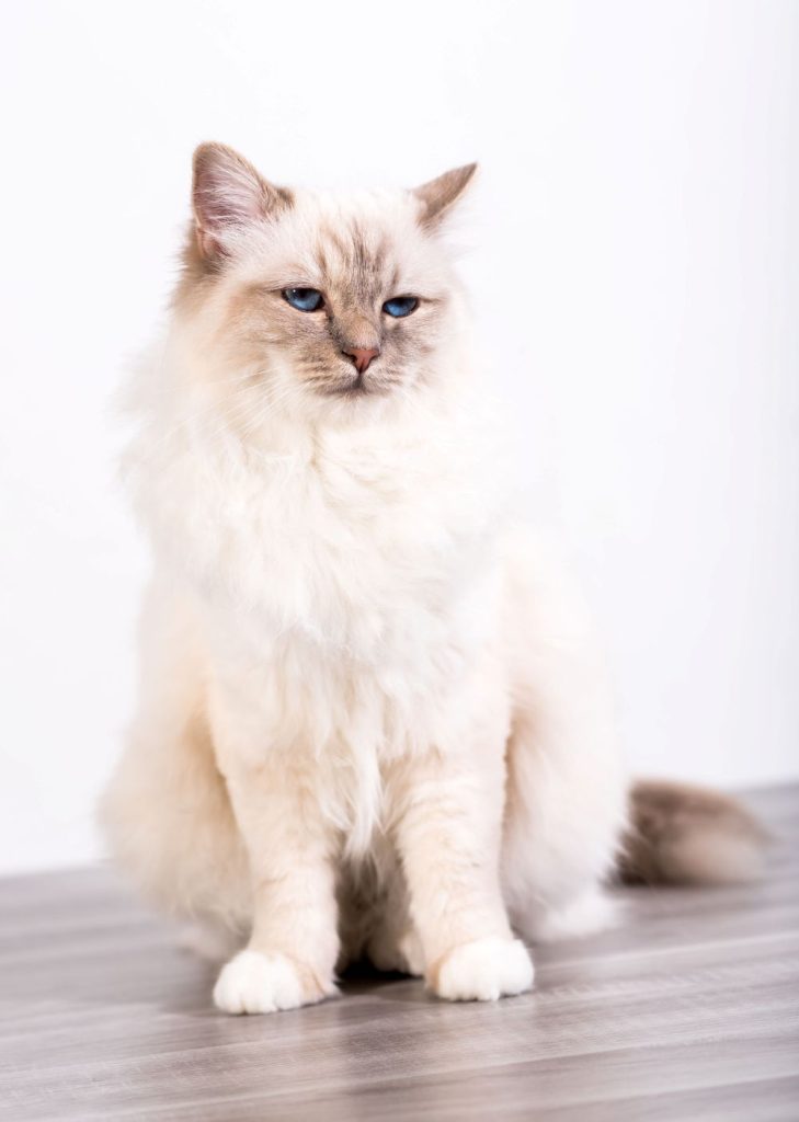 white cat with blue eyes