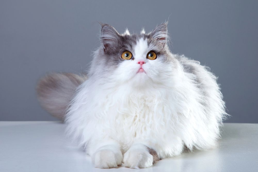 white cat with some gray