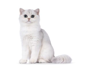 white cat