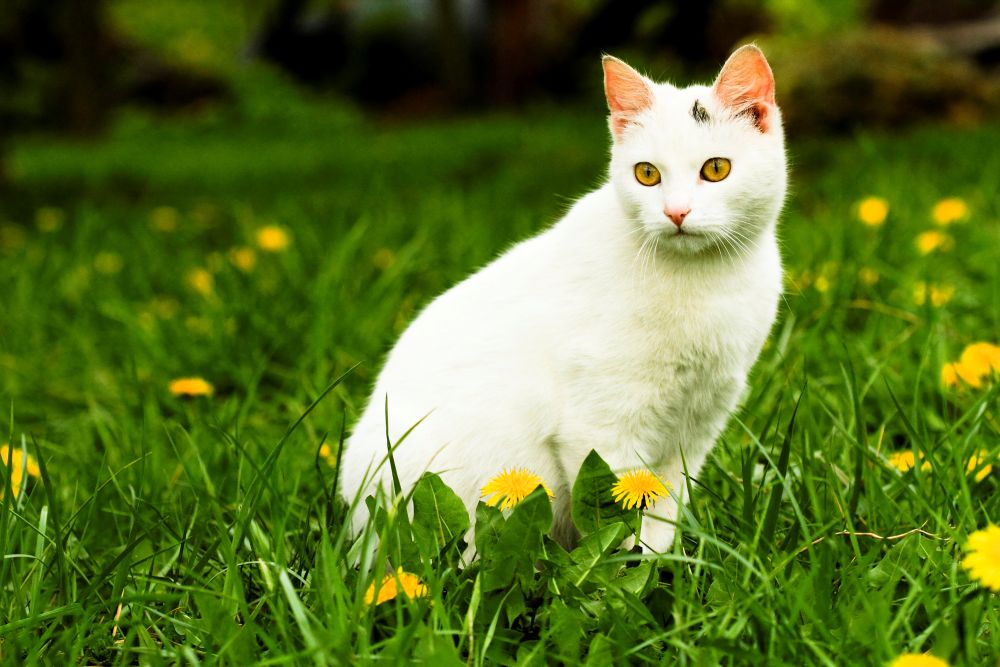 white cat in a field of flowers