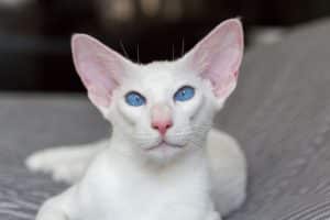 Oriental white short hair cat