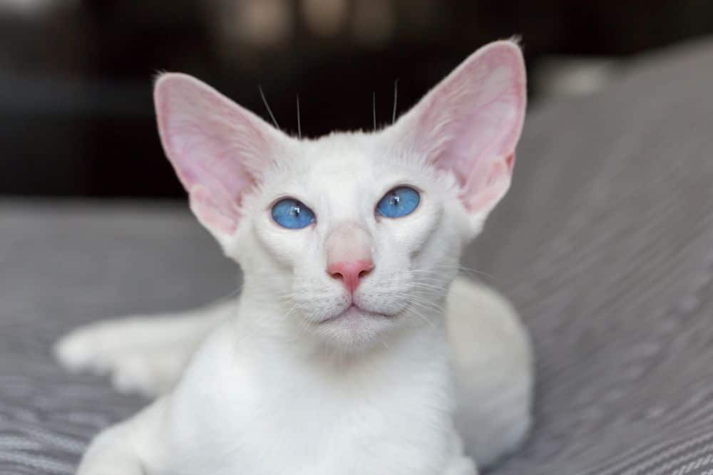 Oriental white short hair cat